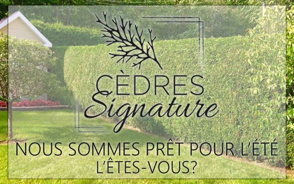 Nous somme prêt pour l'été Service clé en main haie de cèdre