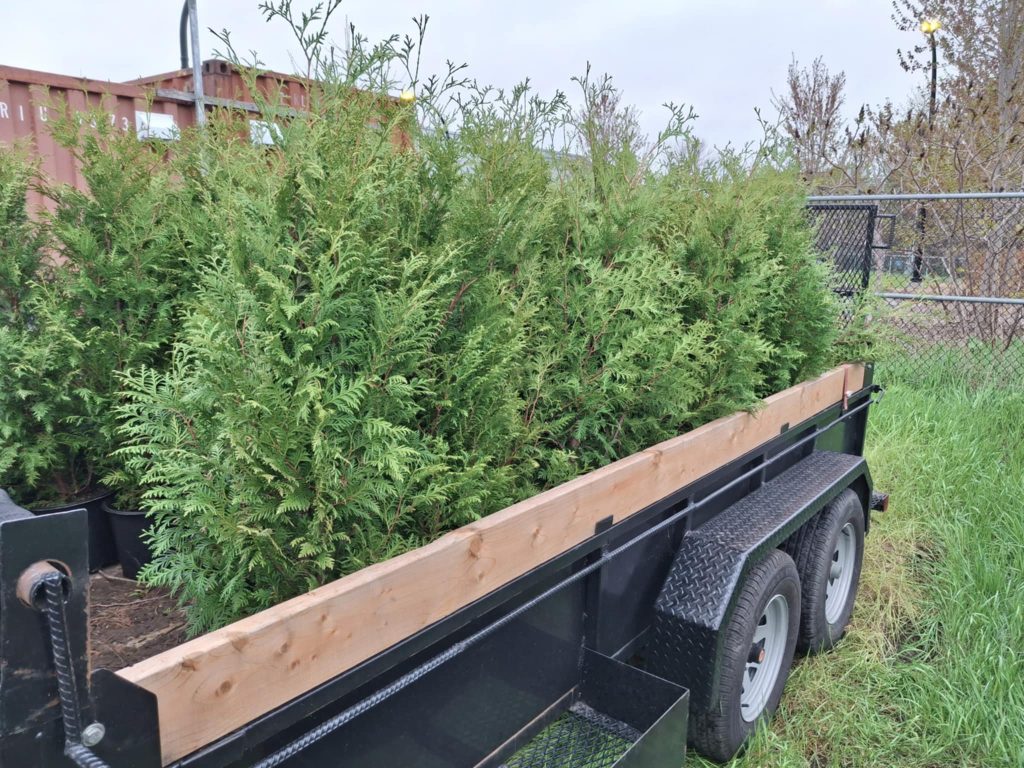 Remorque bien remplis pour une autre plantation de haie de cèdres