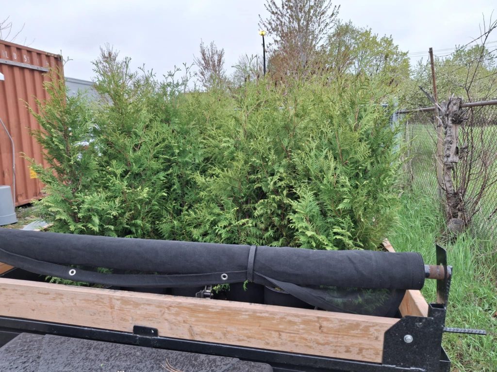 Remorque bien remplis pour une autre plantation de haie de cèdres