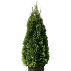 Cèdre blanc cultivé - ok